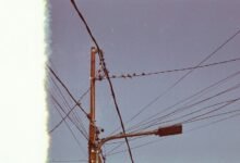 support line business number