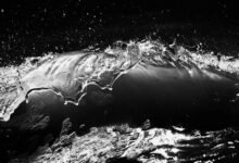 fusion momentum 3 669 860 592 digital crest