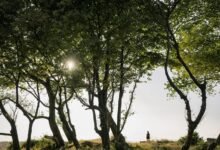 reliable public lookup of 0120619500